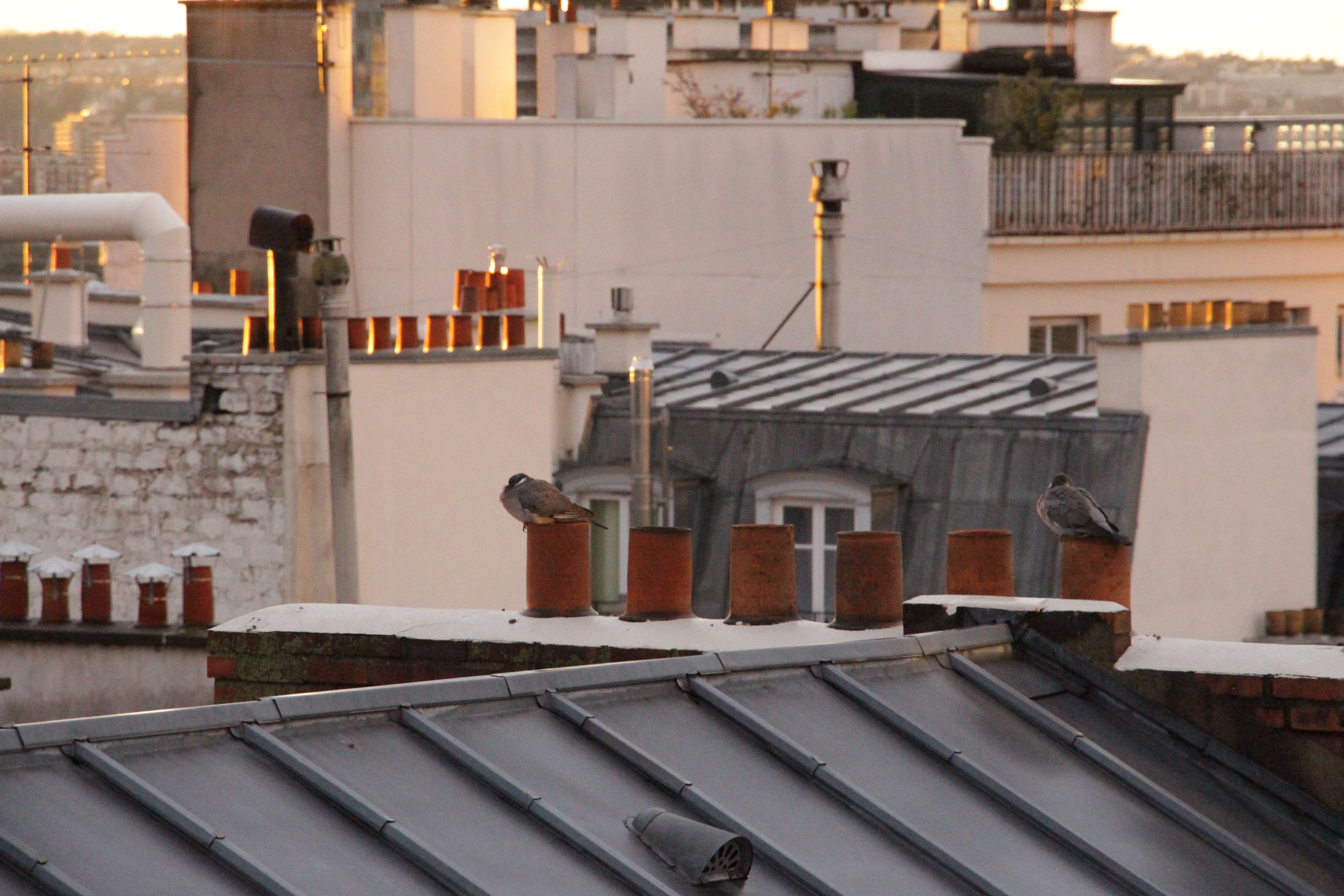 pigeons roosting on smokestacks