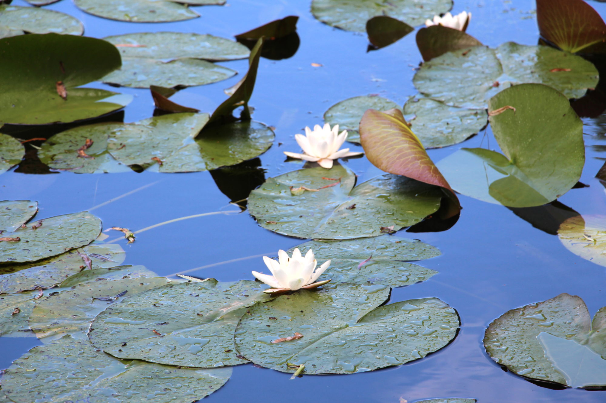 giverny