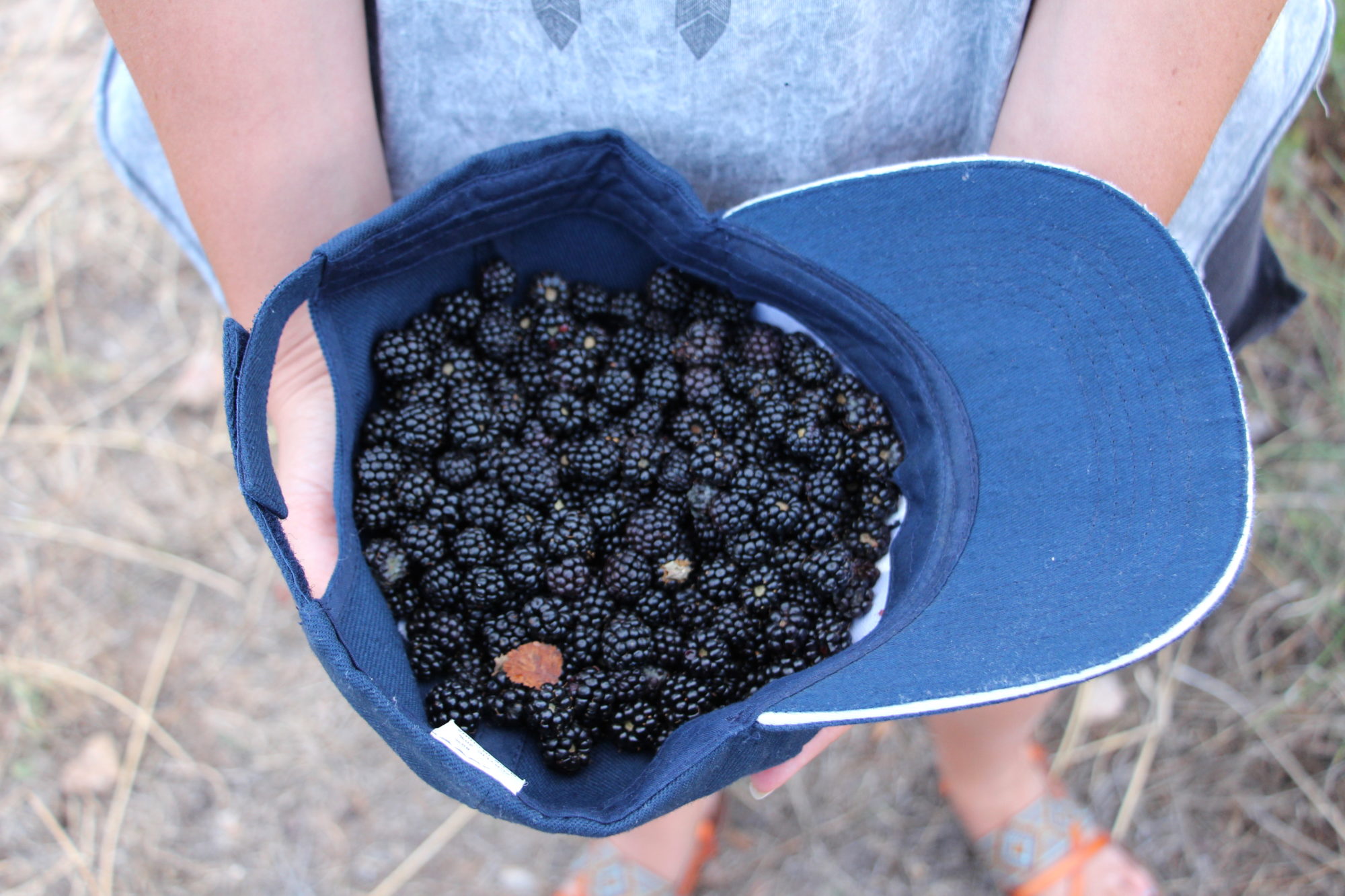 blackberries